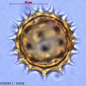 Espeletia - lame n° 29037
